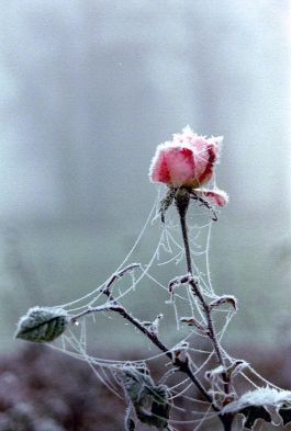 Rose en Hiver copyright Marc Poelmans