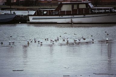 canal de jonction  et Meuse  Devant-le-Pont / Vis